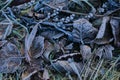 Frosted grass and leaves covered with rime. Winter background with copy space. Royalty Free Stock Photo