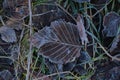 Frosted grass and leaves covered with rime. Winter background with copy space. Royalty Free Stock Photo