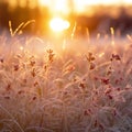 Frosted grass on a meadow at sunset,  Beautiful natural background Royalty Free Stock Photo