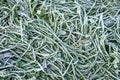 Morning hoar frost on the grass. Winter nature background. Top view close up Royalty Free Stock Photo