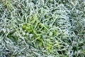 Morning hoar frost on the grass. Winter nature background. Top view close up Royalty Free Stock Photo