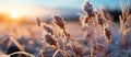 Frosted grass at sunset. Beautiful winter landscape. Nature background Royalty Free Stock Photo