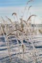 Frosted grass in winter Royalty Free Stock Photo