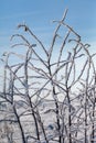 Frosted grass in winter Royalty Free Stock Photo