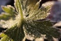 Frosted Green Flower Sprout.