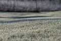 Frosted green grass in the garden. Winter time. White ice crystals. The sun shines on the grass Royalty Free Stock Photo