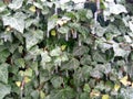 Frosted green ivy. Melting icicles on the leaves.