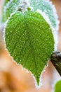 Frosted green leaf