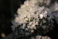 Frosted Green Leaf. Royalty Free Stock Photo