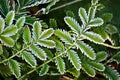 Frosted green leaves