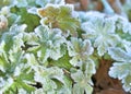 Frosted green leaves