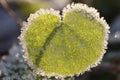 Frosted Green Sprout Leaf. Royalty Free Stock Photo