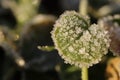 Frosted Green Sprout Leaf. Royalty Free Stock Photo