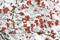 The mature hawthorn berries in winter