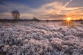 Frosted heather at sunrise in winter in The Netherlands