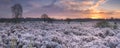 Frosted heather at sunrise in winter in The Netherlands