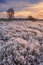 Frosted heather at sunrise in winter in The Netherlands