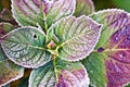 Frosted Hydrangea Leaves