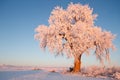 Frosted Ice Lone Winter Tree at Glowing at Sunrise