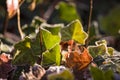 Frosted Ivy and Fall Leaves Royalty Free Stock Photo
