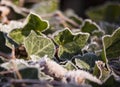 Frosted Ivy Leaves Royalty Free Stock Photo