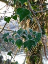 Heart shaped ivy leaves (Hedera helix) with frosted edges. &#Hedera Helix&# Royalty Free Stock Photo