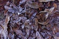 Frosted leaves