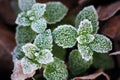 Frosted Leaves Royalty Free Stock Photo