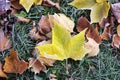 Frosted leaves on ground Royalty Free Stock Photo