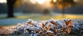 Frosted leaves in the park at sunset. Beautiful natural background Royalty Free Stock Photo