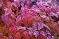 Frosted leaves of Physocarpus opulifolius diabolo