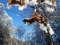 Frosted leaves-winter Royalty Free Stock Photo