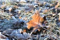 Frosted Leaves in Winter Royalty Free Stock Photo