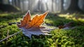 Frosted Maple Leaf with Spiderweb on Mossy Forest Floor at Sunrise Royalty Free Stock Photo