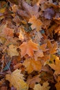Frosted maple leaves on the ground in the forest. Royalty Free Stock Photo