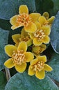 Frosted Marsh Marigold