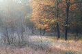 Frosted meadow in autumn forest