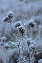 Frosted meadow grass. Winter time. White ice crystals