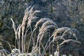 Frosted meadow grass. Winter time. White ice crystals. The sun shines on the grass