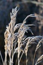 Frosted meadow grass. Winter time. White ice crystals. The sun shines on the grass