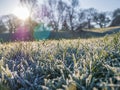 Frosted meadow , Greenwich park, London, UK.