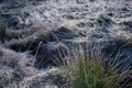 Frosted meadow landscape