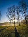 Frosted meadow and old tree shadows , Greenwich park, London, UK.