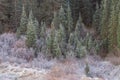 Frosted Meadow and Ponderosa Pines