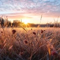 Frosted meadow at sunset,  Beautiful natural background,  Nature composition Royalty Free Stock Photo