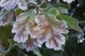 Frosted oak leaves. Royalty Free Stock Photo