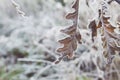 Frosted oak leaves close up