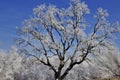 Frosted oak tree and blue sky Royalty Free Stock Photo