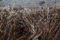 Frosted, old, broken, brown reed trunks in river Venta, Kuldiga, Latvia Royalty Free Stock Photo