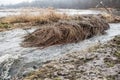 Frosted, old, broken, brown reed trunks in river Venta, Kuldiga, Latvia Royalty Free Stock Photo